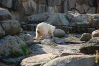 Imagine atasata: Zoo Berlin 0346.JPG